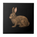 Search for rabbit tiles Hare