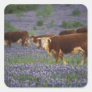 Search for texas hill country stickers Bluebonnet