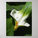 Search for calla posters Flower