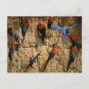 Search for ara postcards Nature