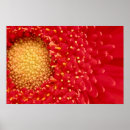 Search for gerber art Petals