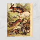 Search for hare paintings postcards Vintage