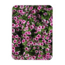 Search for phlox magnets Nature