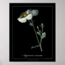 Search for native plants posters Wildflowers