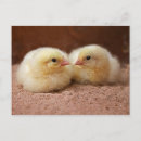 Search for poultry postcards Chicks