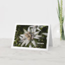 Search for edelweiss cards Flower