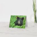 Search for bears note cards Nature