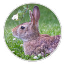 Search for rabbit photography Rabbits