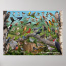 Search for backyard bird posters Cardinal