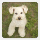 Search for white poodle stickers Animal