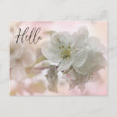 Search for apple blossoms postcards Flower