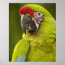 Search for ara posters Macaw