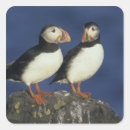 Search for atlantic stickers Bird