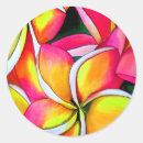 Search for pink frangipani stickers Plumeria