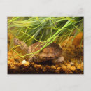 Search for snap postcards Turtle