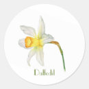 Search for daffodils stickers Cheerful