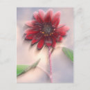 Search for sunflower postcards America
