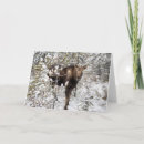Search for calf cards Animals in the wild