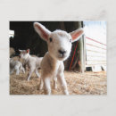 Search for animals postcards Cute baby animals