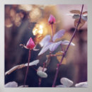 Search for sunset rose posters Photography