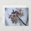Search for cherry horizontal postcards Petals
