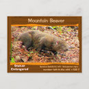 Search for beaver postcards Mountain