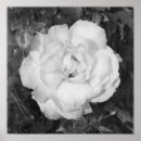Search for beautiful roses posters Black and white