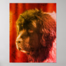Search for newfoundland dog posters Photography