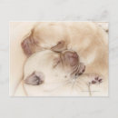 Search for yellow labrador retriever postcards Animal