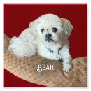 Search for shih tzu art Animals