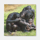 Search for ape magnets Cute