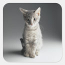 Search for tabby kitten stickers Cat