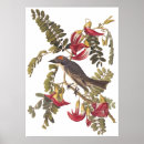 Search for tyrant posters Audubon