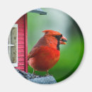 Search for feeders magnets Wildlife