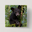 Search for black tree badges Bear