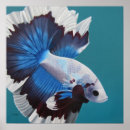 Search for betta posters Blue