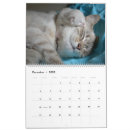Search for sleeping kitty Feline
