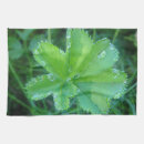 Search for blatt Leaf