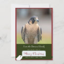 Search for peregrine cards Birds of prey