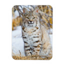 Search for bobcat magnets Superstock