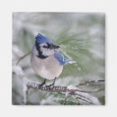 Search for depth of field magnets Bird