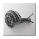 Search for wildlife tiles Nature photography
