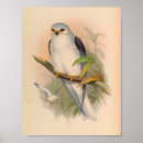 Search for kite art Bird