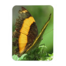 Search for butterfly on black magnets Design