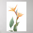 Search for bird drawing posters Vintage