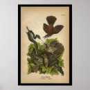 Search for thrushes posters Vintage