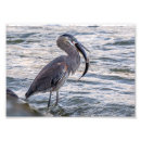 Search for food chain posters Water