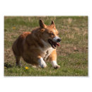 Search for corgi posters Happy