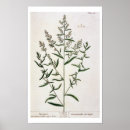 Search for blackwell posters Flowers