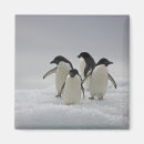 Search for adelie magnets Animal